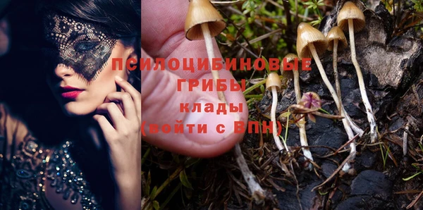 индика Ельня