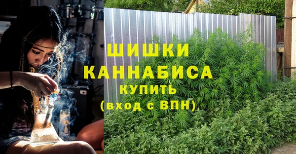 индика Ельня