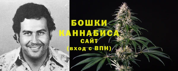 индика Ельня